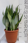 Sanseveria Moonshine - Ø31cm - ↕75cm